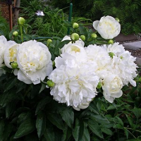 Paeonia'Duchesse de Nemours' 